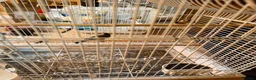 Finches birds for sale: pair of goldfinches 2026 - Advert 1