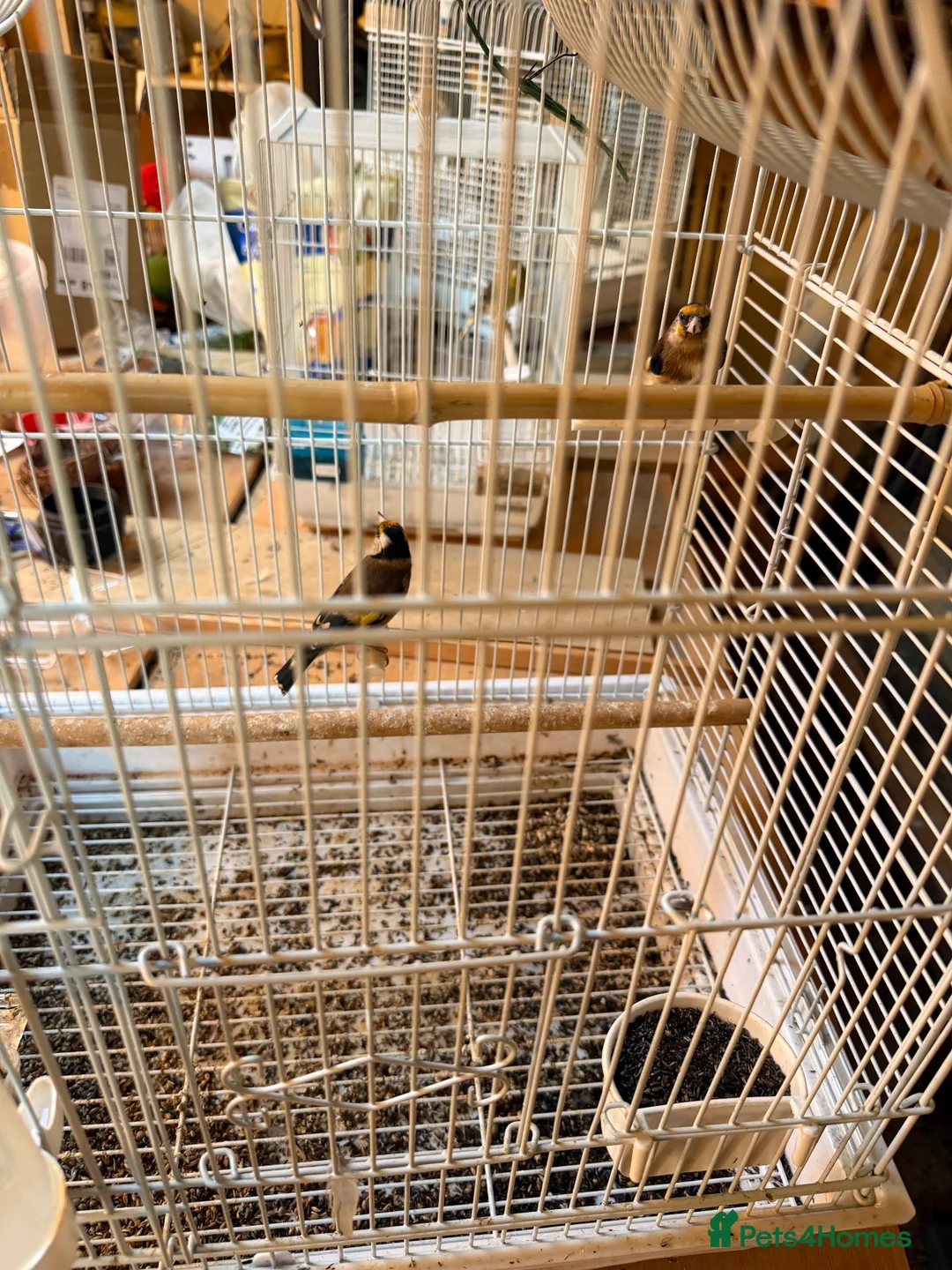 Finches birds for sale: pair of goldfinches 2026 - Advert 1