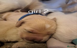 Golden Retriever dogs for sale: Golden retriever puppies  - Image 11
