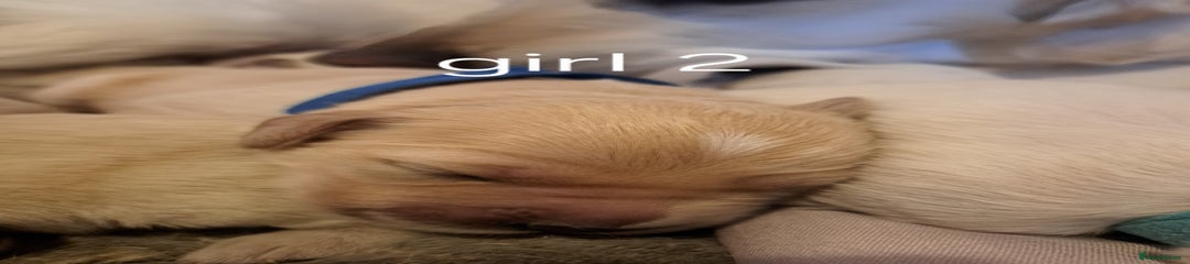 Golden Retriever Puppy 9