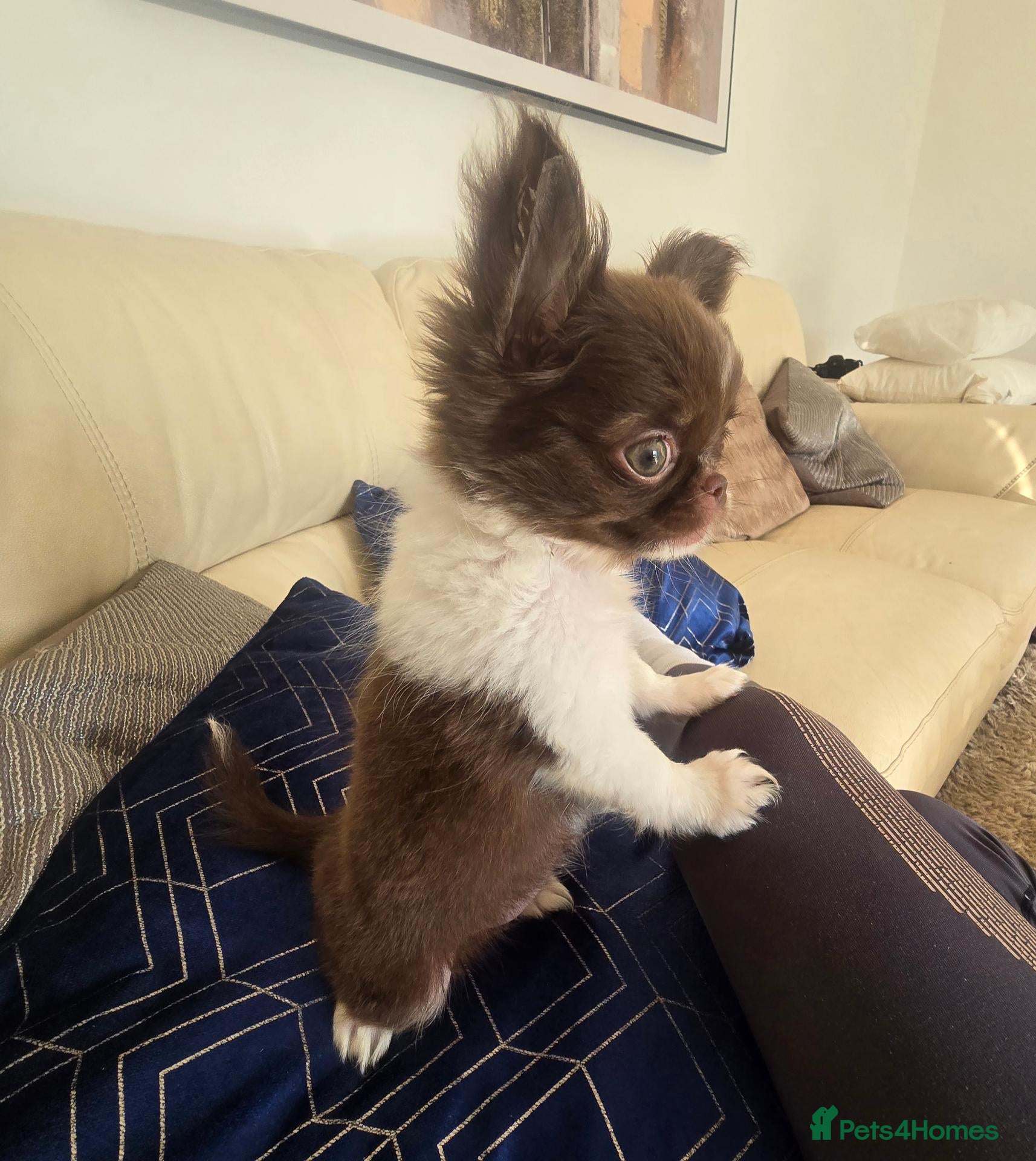 Chihuahua dogs XXReady now! quality chihuahua chocolate longcoatX - Advert 1