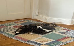 Ragdoll cats for sale: Beautiful Half Ragdoll Kittens - Image 16
