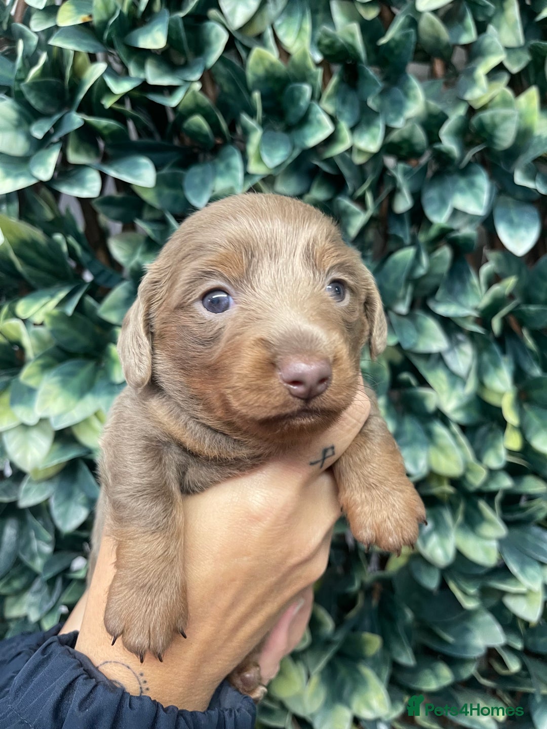 Miniature Dachshund dogs for sale: Long haired Isabella and tan miniature dachshund  - Image 10