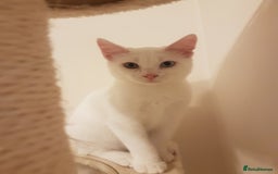 Mixed Breed cats for sale: Beautiful White Mixed Breed Boy - Image 3
