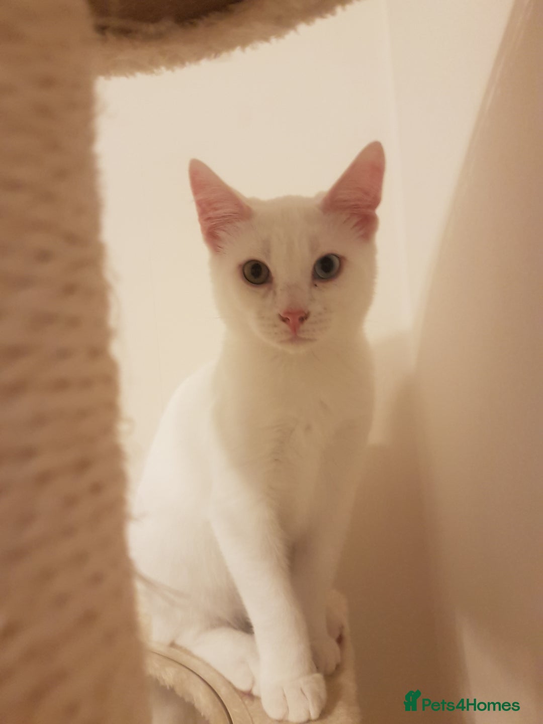 Mixed Breed cats for sale: Beautiful White Mixed Breed Boy - Image 3