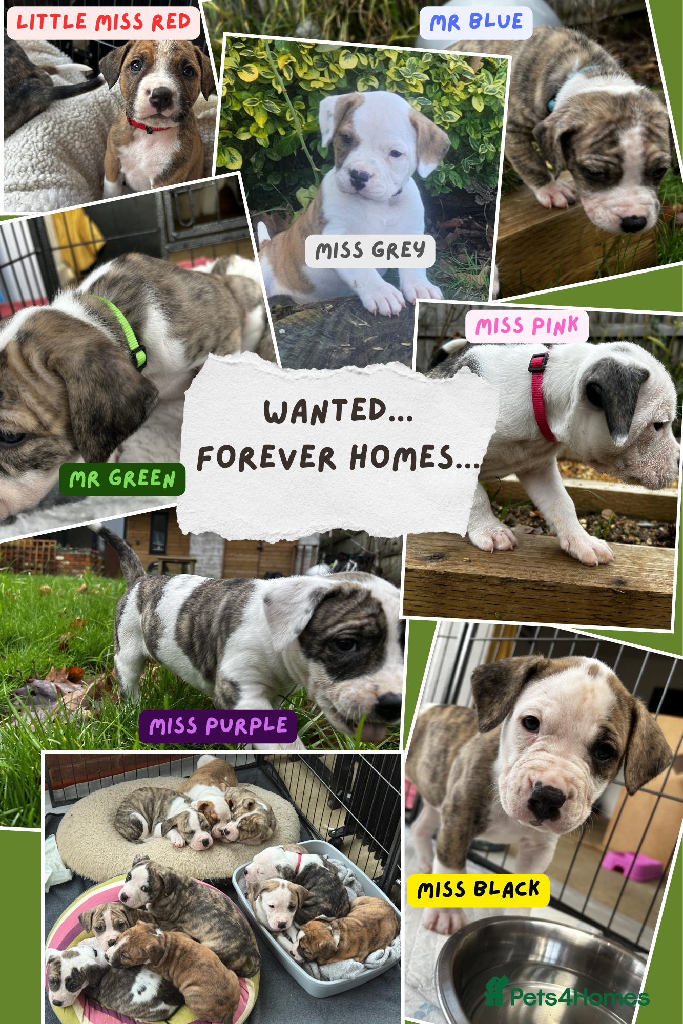 Mixed Breed dogs American Bulldog Puppies – Child & Cat Friendly - Advert 12