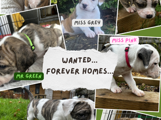 Mixed Breed dogs American Bulldog Puppies – Child & Cat Friendly - Advert 12