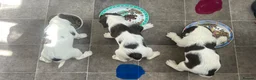 English Springer Spaniel dogs for sale: Girl. Liver and white.  - Advert 3