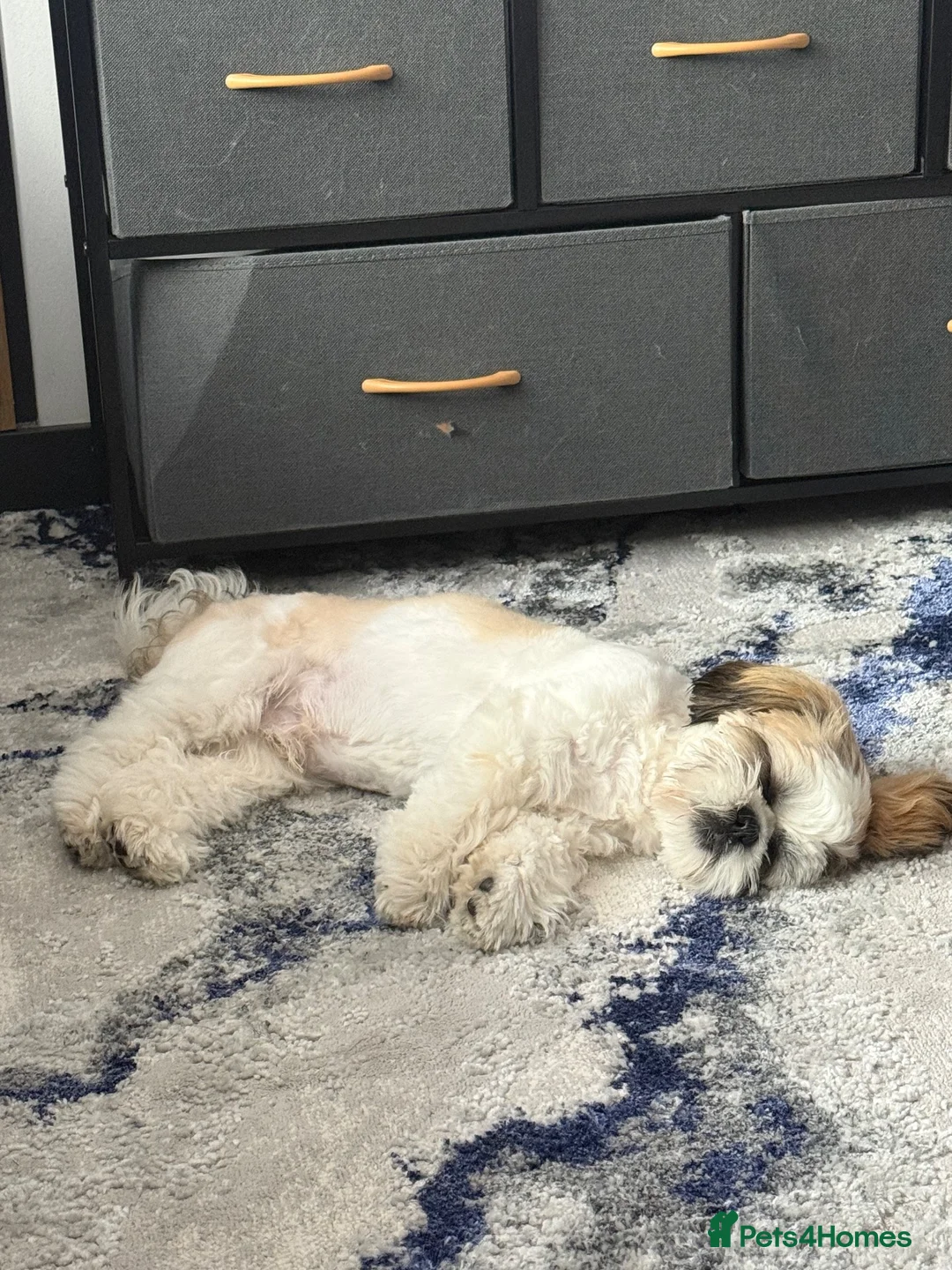 Shih Tzu dogs for sale: Tri Colour Male Shih Tzu - Advert 2