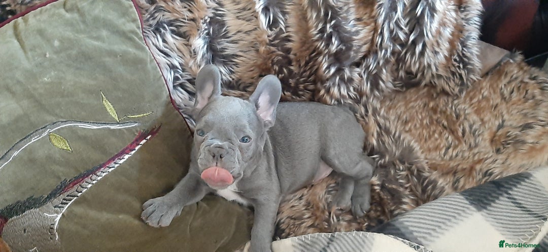 French Bulldog dogs for sale: . ffrench micro bull terrier puppy.14 weeksksks  - Image 7