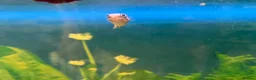 Sharks fish for sale: Fish tank 275L and fish - Advert 8