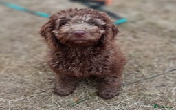 Labradoodle dogs for sale: 🌈The work has been done , choose your breeder 🌈 - Image 6