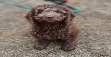 Labradoodle dogs - Advert 4