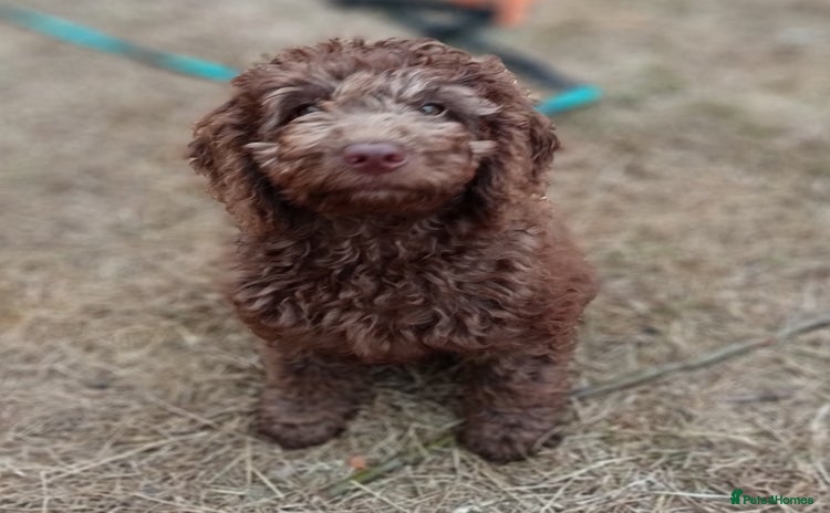 Labradoodle dogs - Advert 7