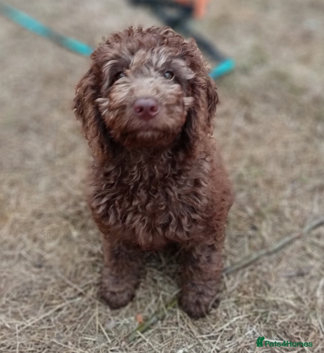 Labradoodle dogs for sale: 🌈The work has been done , choose your breeder 🌈 - Image 6