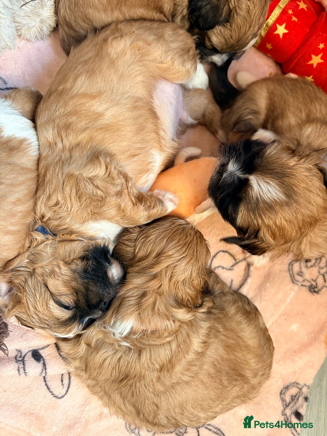 Shih Tzu dogs for sale: Adorable puppies  - Advert 17
