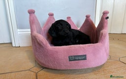 Labradoodle dogs for sale: ⭐️⭐️ Stunning F1 Miniature Labradoodles ⭐️⭐️ - Advert 11