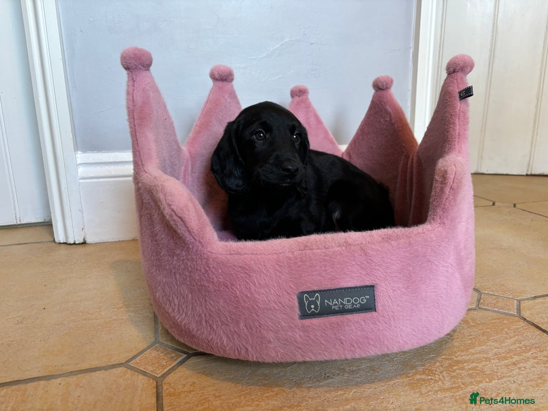 Labradoodle dogs for sale: ⭐️⭐️ Stunning F1 Miniature Labradoodles ⭐️⭐️ - Advert 11