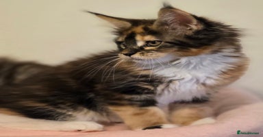 Maine Coon cats - Advert 3
