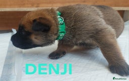 Belgian Shepherd Dog dogs for sale: PuppiesDWKC registered Working Line,Tested Parents - Image 13