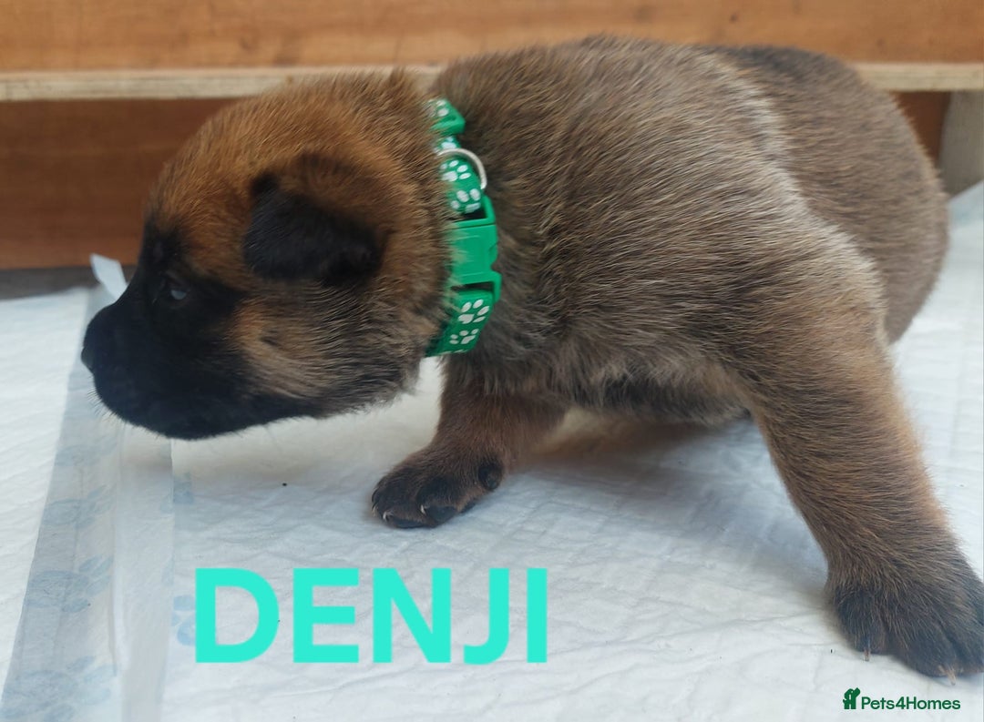 Belgian Shepherd Dog dogs for sale: PuppiesDWKC registered Working Line,Tested Parents - Image 13
