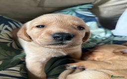 Cockerdor dogs for sale: Fox Red & Golden Labrador cross Cockerdor Puppies  - Image 11