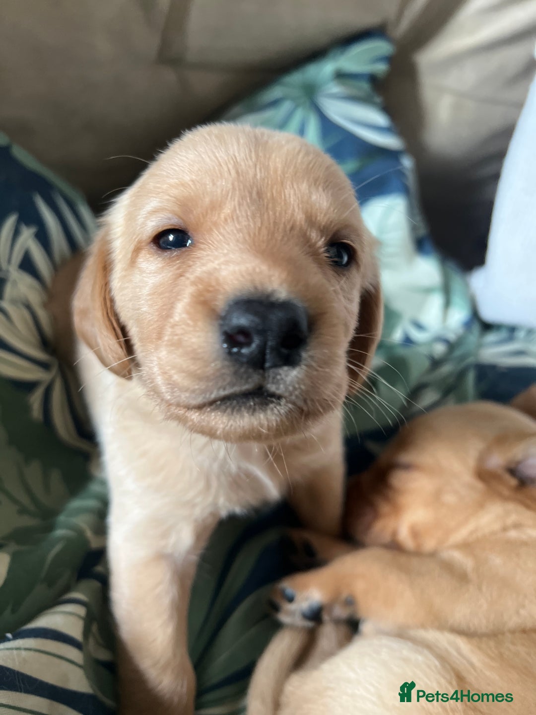 Cockerdor dogs for sale: Fox Red & Golden Labrador cross Cockerdor Puppies  - Image 11