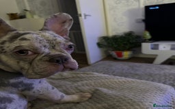 French Bulldog dogs for sale: Merle French bulldog - Image 6