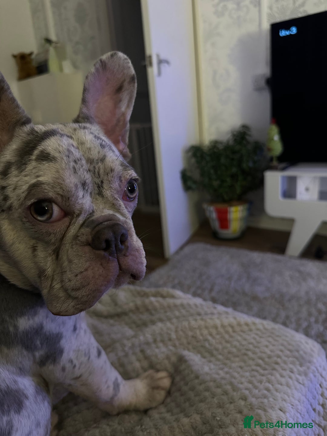 French Bulldog dogs for sale: Merle French bulldog - Image 6