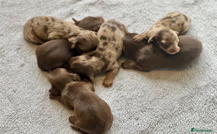 Miniature Dachshund dogs - Advert 4