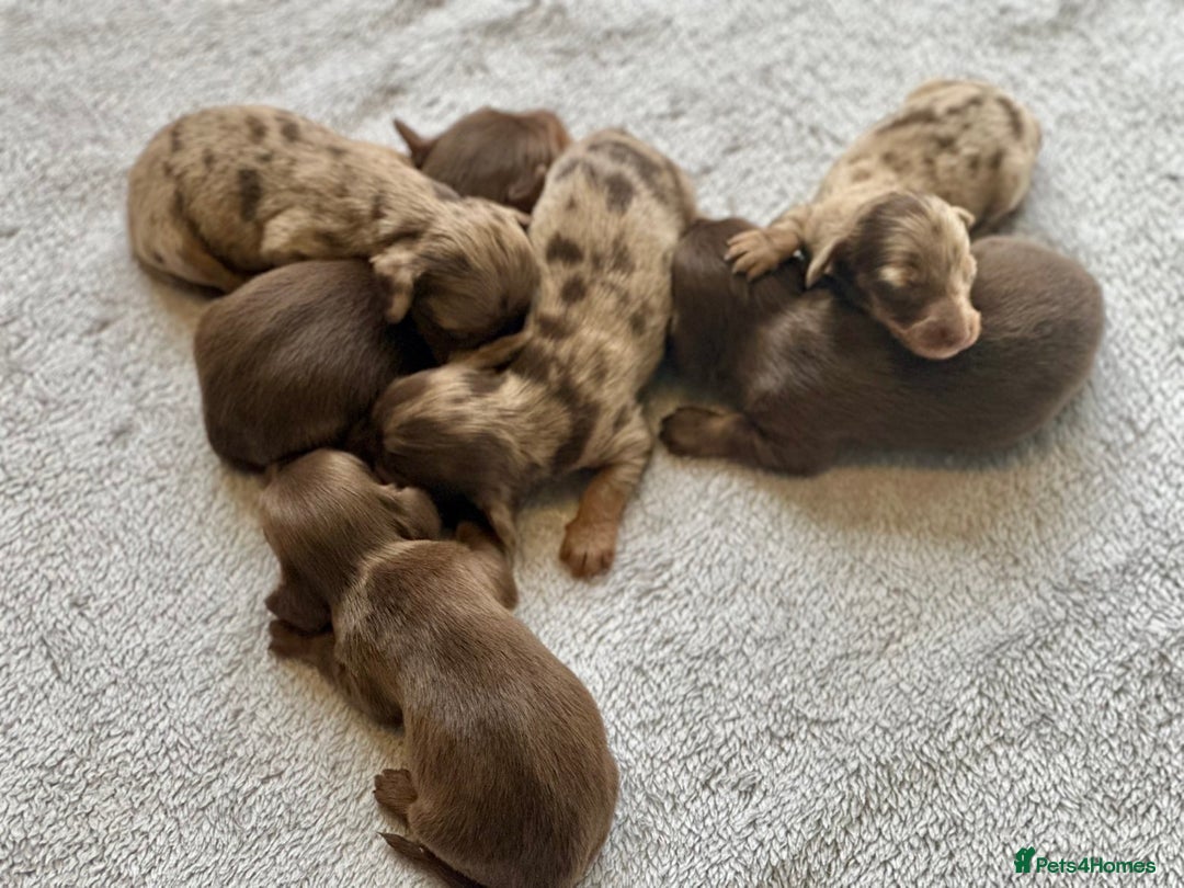 Miniature Dachshund dogs for sale: Long haired dachshunds  - Image 1