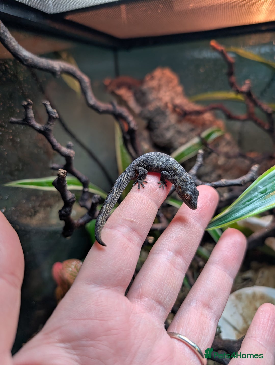 Gecko reptiles for sale: Eurydactylodes Agricolae (Bauers Chameleon Gecko) - Advert 9