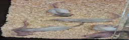 Rat rodents for sale: Baby Dumbo Rat's available, Males & Females  - Advert 19