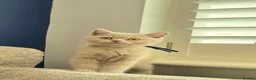 British Shorthair cats for sale: British Shorthair Lilac & Grey Blue Cute Kittens  - Advert 5