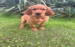 Mixed Breed dogs for sale: Rare Litter of Golden Irish puppies available  - Image 2