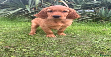 Mixed Breed dogs - Advert 5