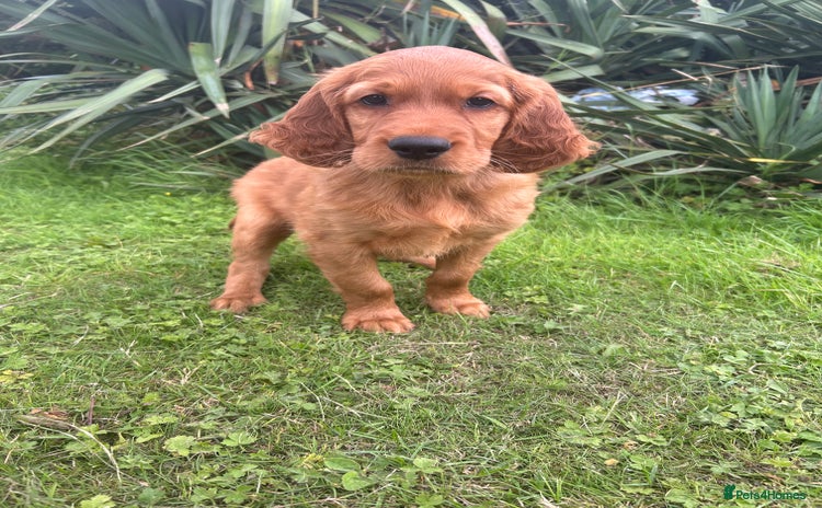 Mixed Breed dogs - Advert 10