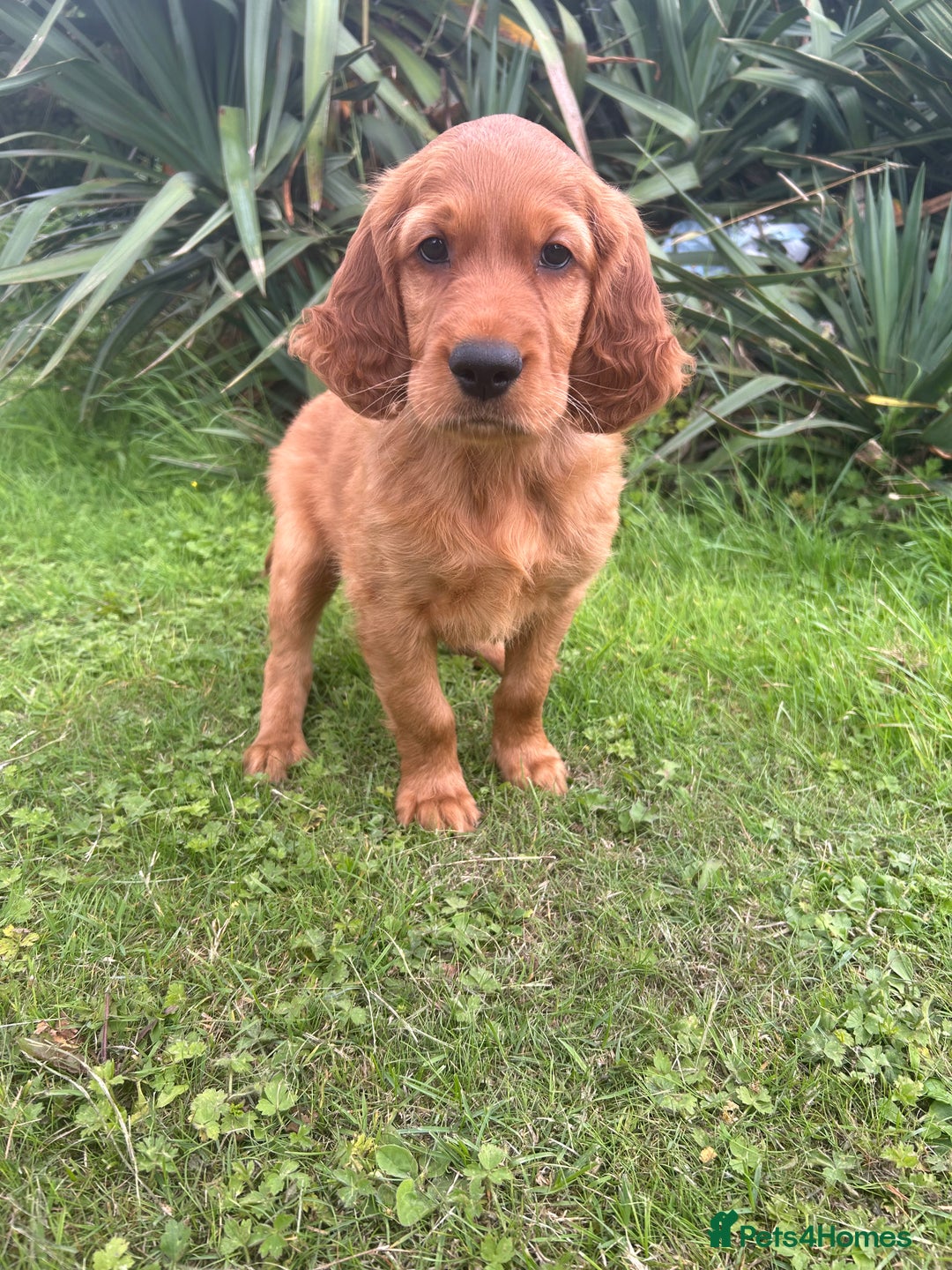 Mixed Breed dogs for sale: Rare Litter of Golden Irish puppies available  - Image 2