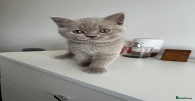 British Shorthair cats - Advert 13