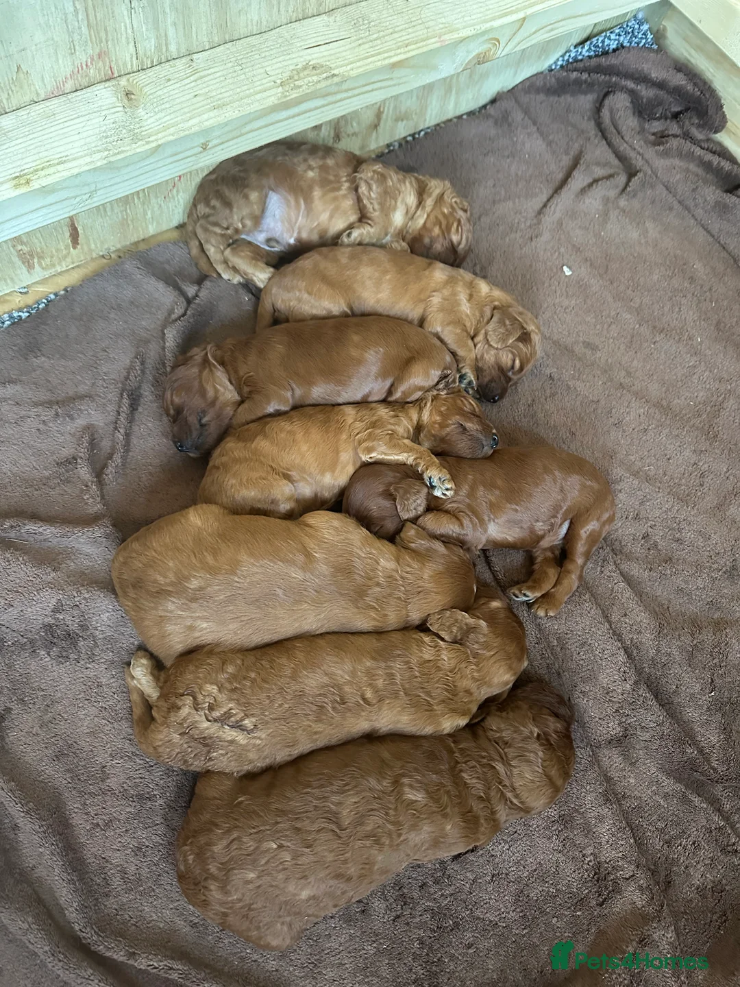 Irish Doodle dogs for sale: F1 Mini irishdoodle (JUST 1 LEFT) - Advert 10