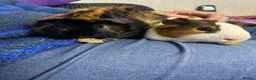 Guinea Pig rodents for sale: Bonded male guinea pigs – loving home needed💔 - Advert 9