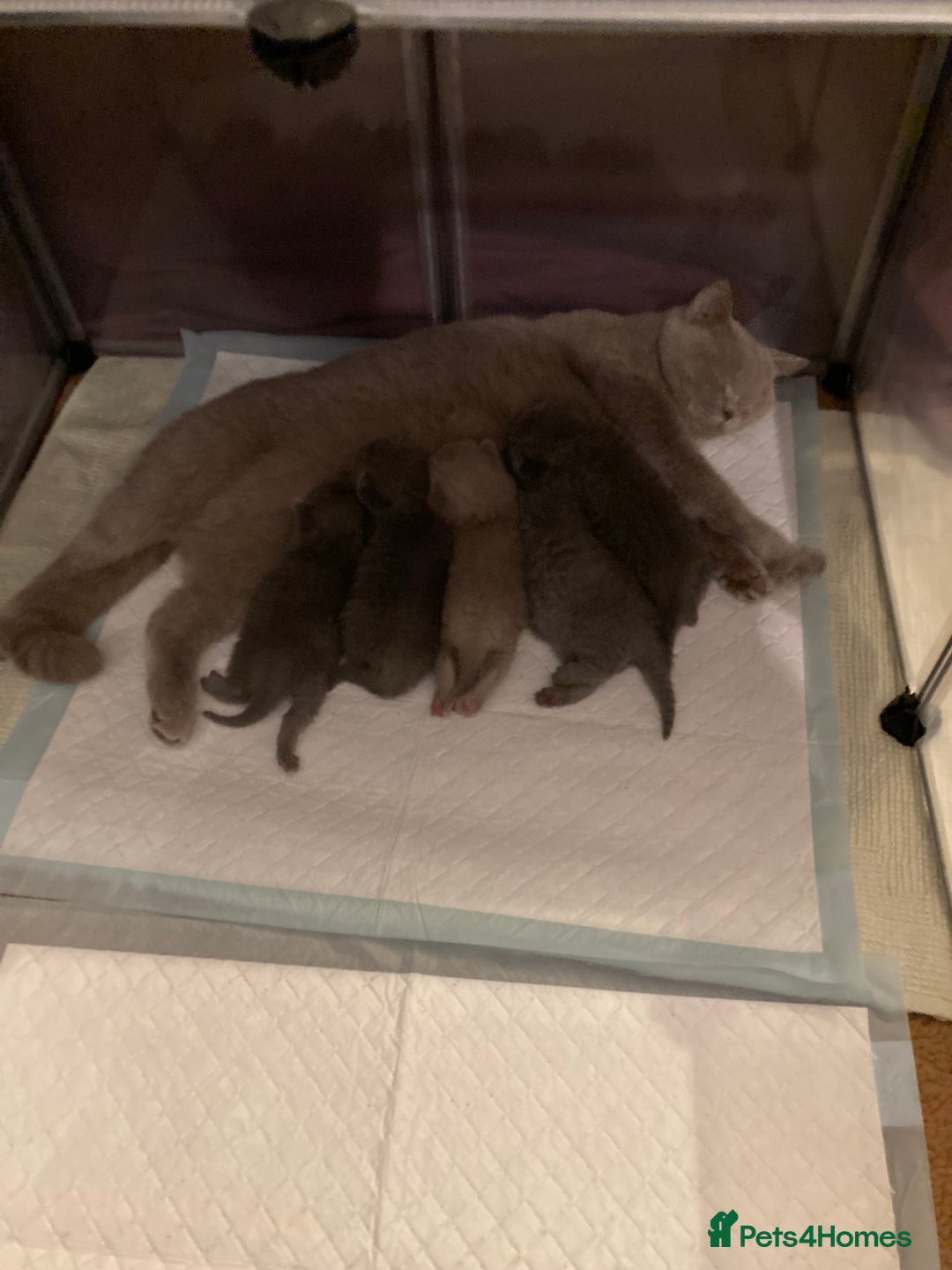 British Shorthair cats for sale: British shorthair kittens  - Advert 12