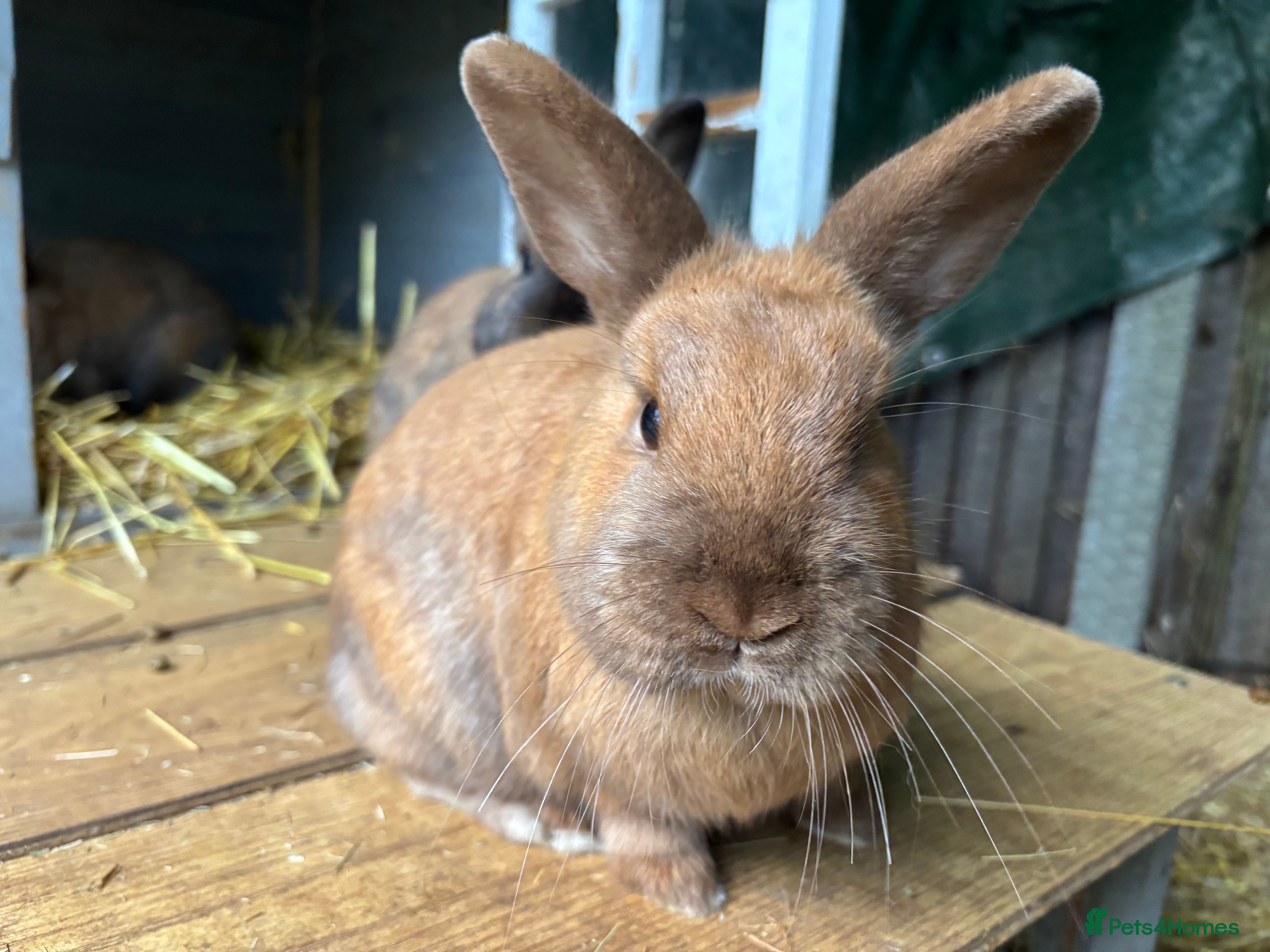 Mixed Breed rabbits Beautiful ginger boy rabbit angora cross - Advert 20