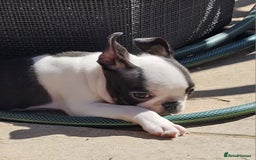 Boston Terrier dogs for sale: REDUCED!! Boston terriers DELIVERY!. - Image 12