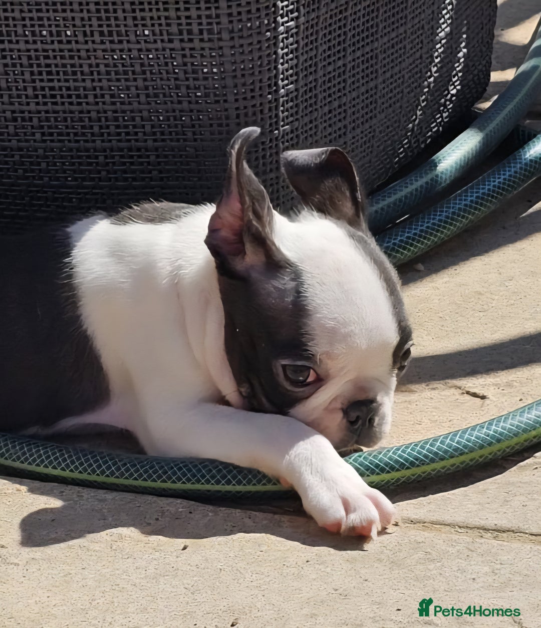 Boston Terrier dogs for sale: REDUCED!! Boston terriers DELIVERY!. - Image 12