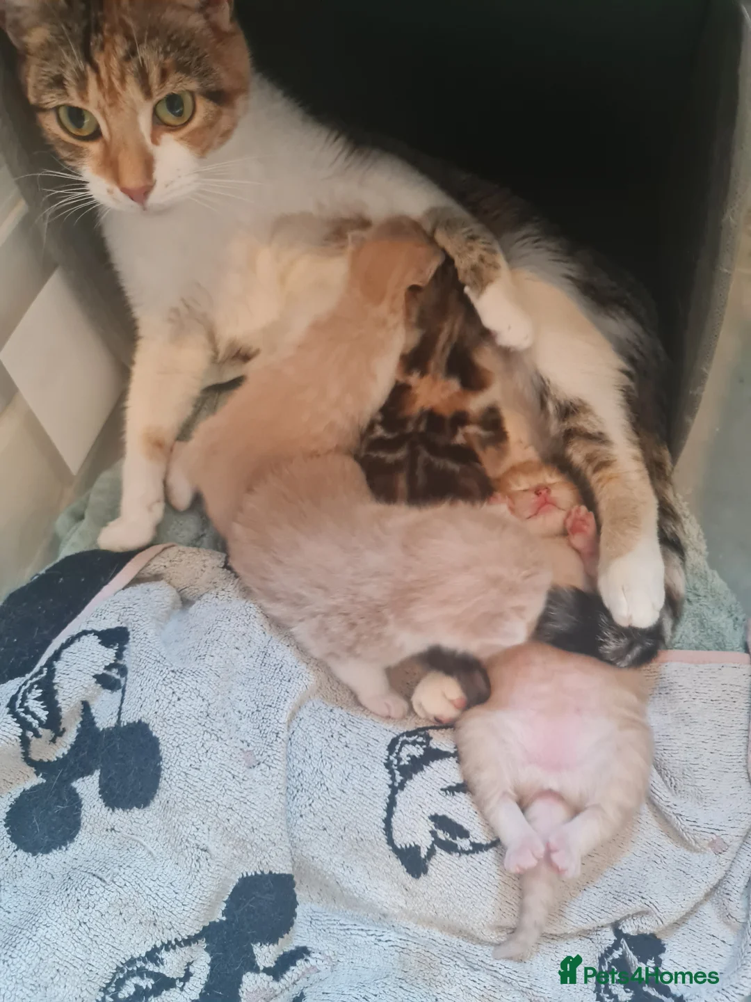 Mixed Breed cats for sale: Beautiful kittens - Advert 2