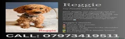 Toy Poodle dogs for sale: STUNNING RED KC TOY POODLE 🤩🐶 - Advert 29