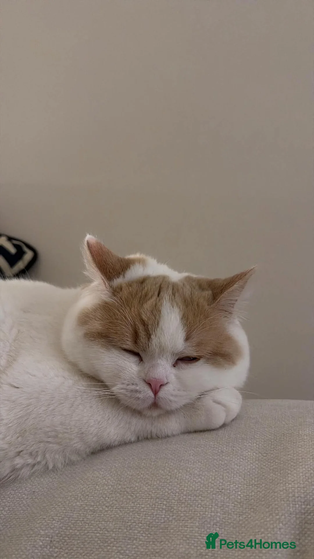 British Shorthair cats for sale: Beautiful British Short Hair Males in Bolton - Advert 4