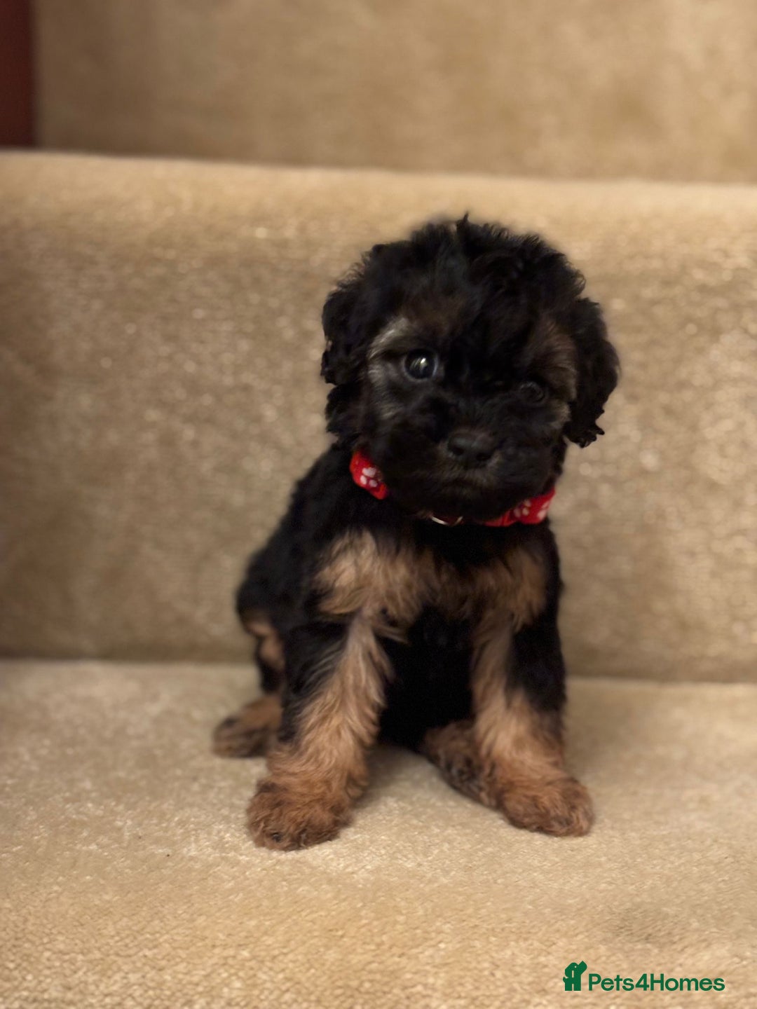 Cavapoo dogs for sale: F1A Cavapoos - Advert 21
