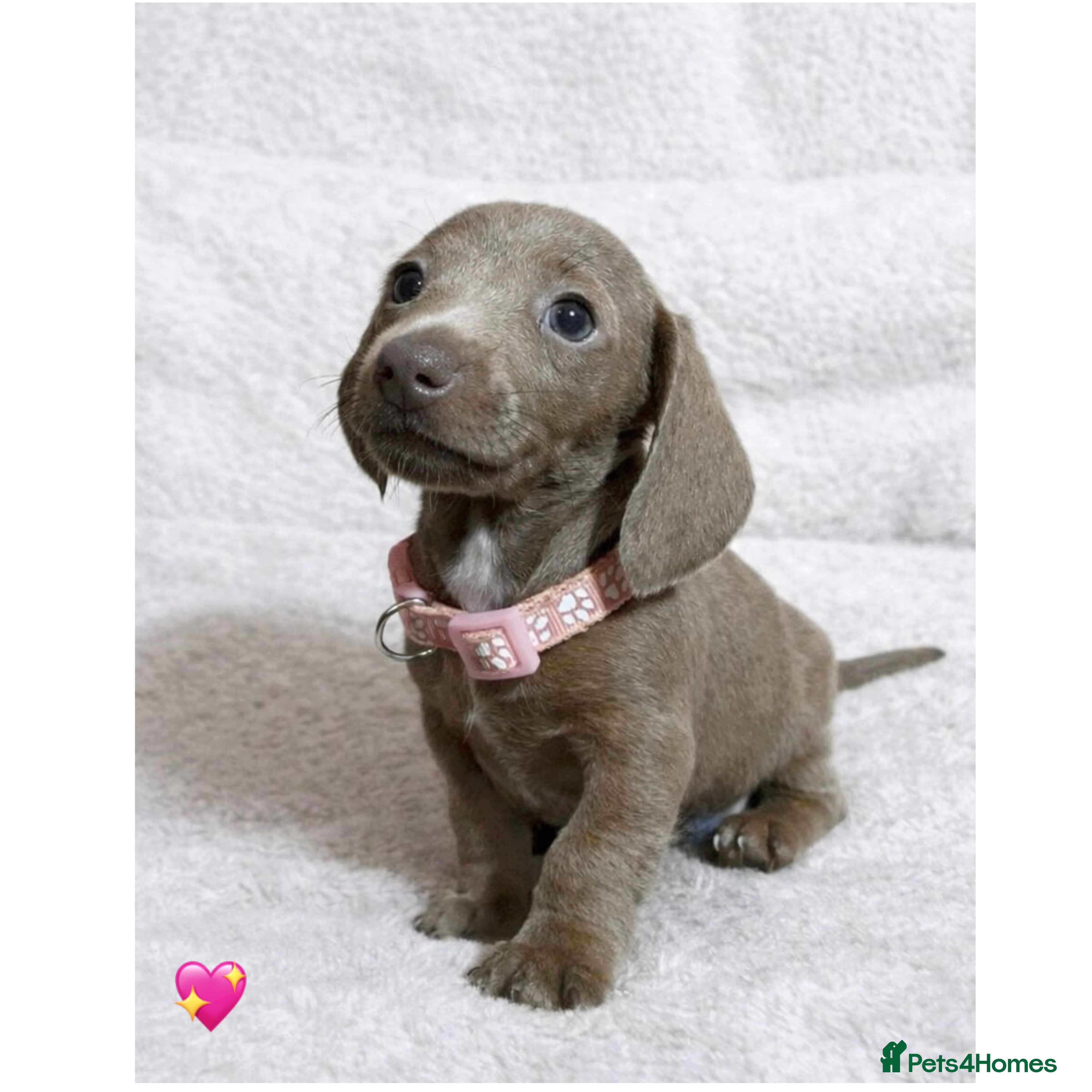 Miniature Dachshund dogs Miniature dachshund puppies - Advert 18